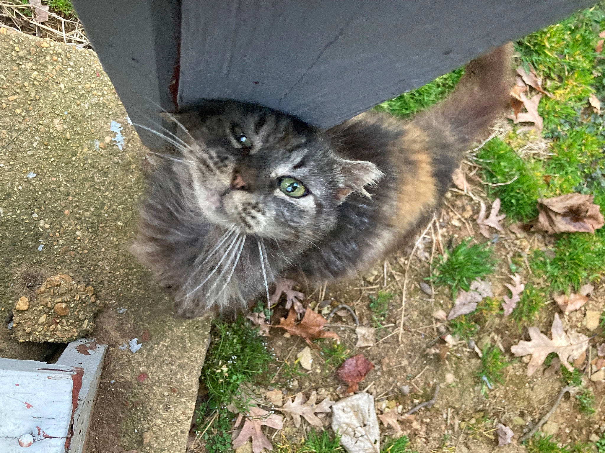 Peanut is registered to the contest to win money with this photo: carnivore, cat, claw, domestic_short_haired_cat, felidae, fur, grass, groundcover, paw, plant, small_to_medium_sized_cats, soil, tail, terrestrial_animal, whiskers, window