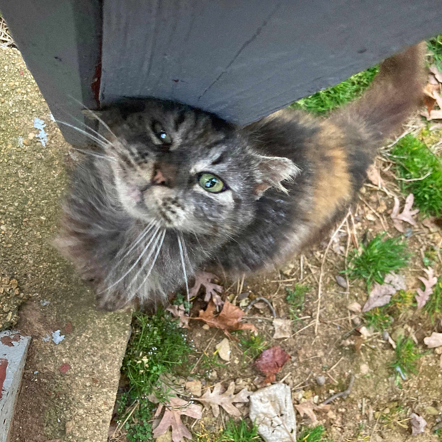Peanut