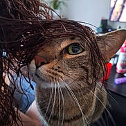 Nesta a rejoint le concours — aidez-le/la à gagner de superbes lots ! cat, tabby_cat, whiskers, green_eye, close_up, pet, fur, indoor, human_hair, curious_expression, nose, ear, portrait, blurred_background, houseplant, television, table, bottle, furniture, cozy