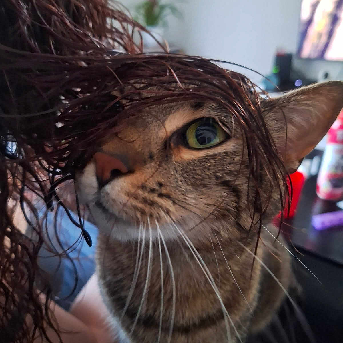 Nesta a rejoint le concours — aidez-le/la à gagner de superbes lots ! blurred_background, bottle, cat, close_up, cozy, curious_expression, ear, fur, furniture, green_eye, houseplant, human_hair, indoor, nose, pet, portrait, tabby_cat, table, television, whiskers