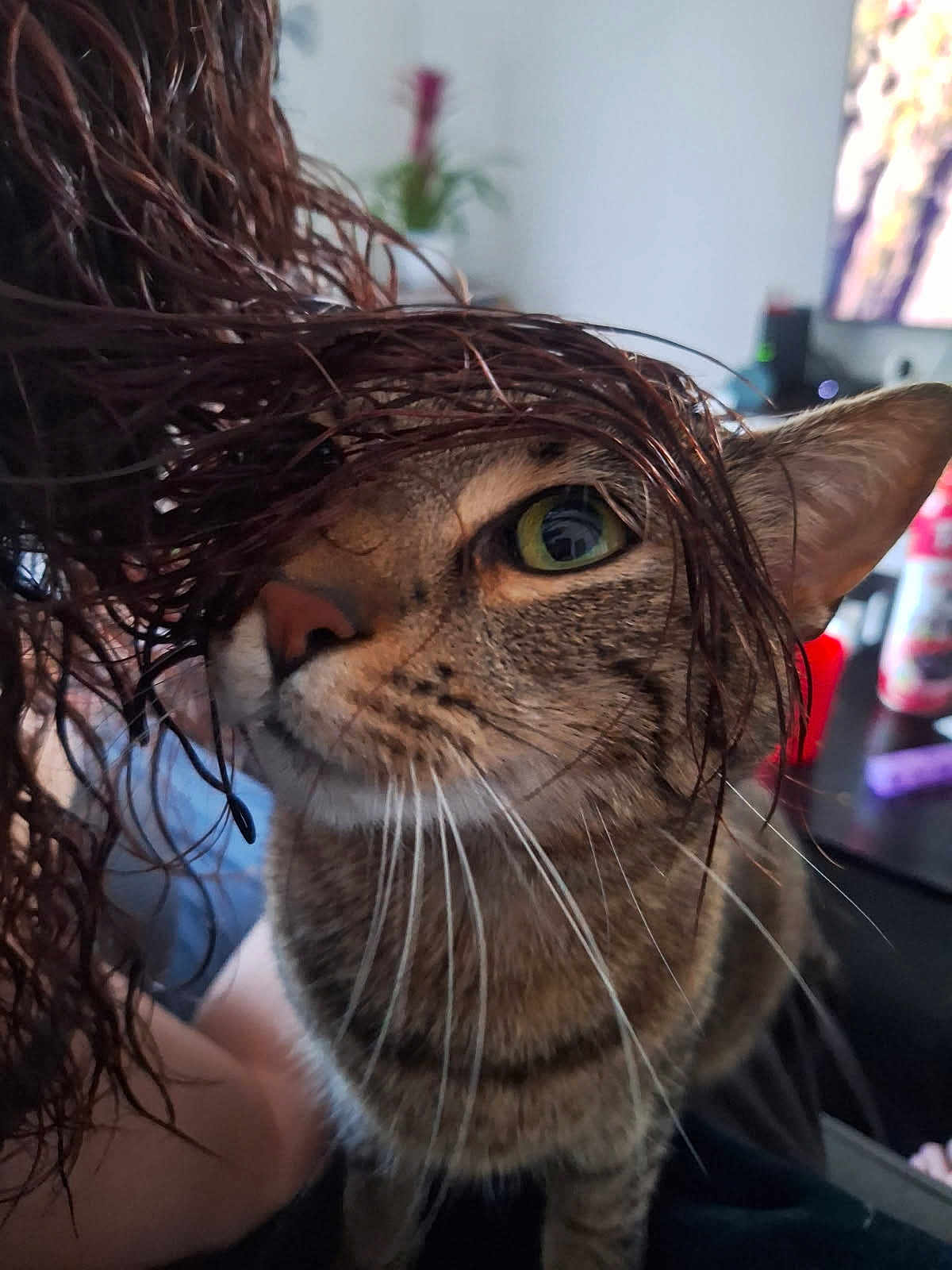 Nesta a rejoint le concours — aidez-le/la à gagner de superbes lots ! cat, tabby_cat, whiskers, green_eye, close_up, pet, fur, indoor, human_hair, curious_expression, nose, ear, portrait, blurred_background, houseplant, television, table, bottle, furniture, cozy