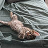 Simba a rejoint le concours — aidez-le/la à gagner de superbes lots ! animal, blanket, cat, couch, cozy, cute, domestic, fur, indoor, kitten, lying_down, pet, pillow, playful, relaxed, resting, small, spotted, texture, young