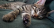 Simba participe au concours pour gagner de l'argent avec cette photo : animal, cat, closeup, couch, cozy, cute, feline, fur, green, indoor, kitten, paw, pet, relaxation, resting, sleep, sleeping, tabby, texture, whiskers