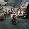 animal, cat, closeup, couch, cozy, cute, feline, fur, green, indoor, kitten, paw, pet, relaxation, resting, sleep, sleeping, tabby, texture, whiskers