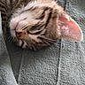 Simba participe au concours pour gagner de l'argent avec cette photo : animal, blanket, cat, closeup, cozy, cute, domestic, feline, fur, indoors, kitten, nap, peaceful, pet, resting, sleeping, soft, tabby, texture, whiskers