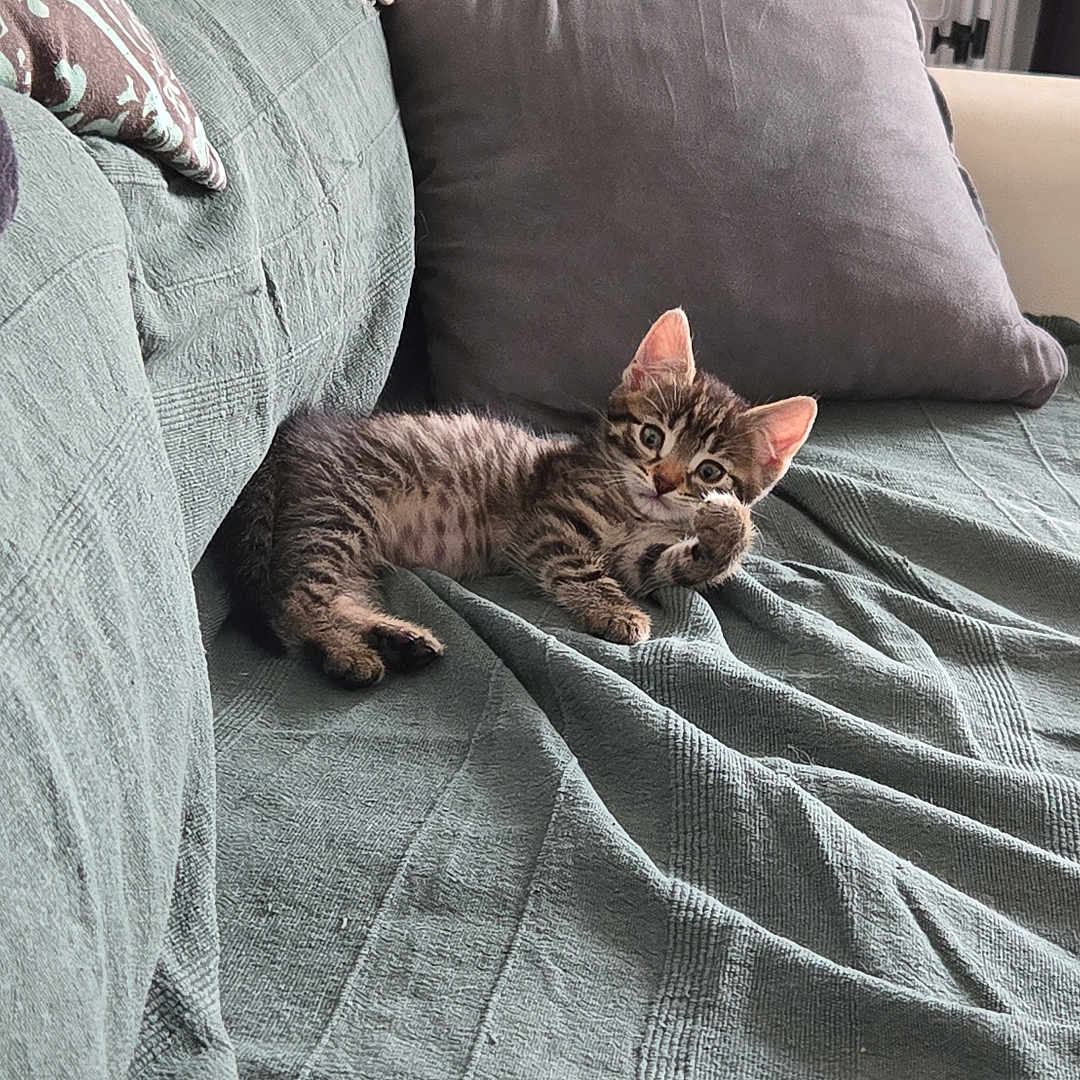 Simba a rejoint le concours — aidez-le/la à gagner de superbes lots ! animal, blanket, cat, couch, cozy, curious, cute, feline, fur, home, indoor, kitten, pet, pillow, relaxing, resting, small, sofa, tabby, young