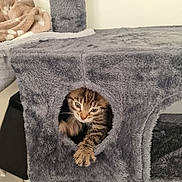 Simba a rejoint le concours — aidez-le/la à gagner de superbes lots ! animal, cat, cat_condo, cozy, curious, cute, furniture, fuzzy, gray, home, indoor, kitten, paw, pet, playing, resting, small, soft, tabby, young