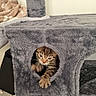 animal, cat, cat_condo, cozy, curious, cute, furniture, fuzzy, gray, home, indoor, kitten, paw, pet, playing, resting, small, soft, tabby, young