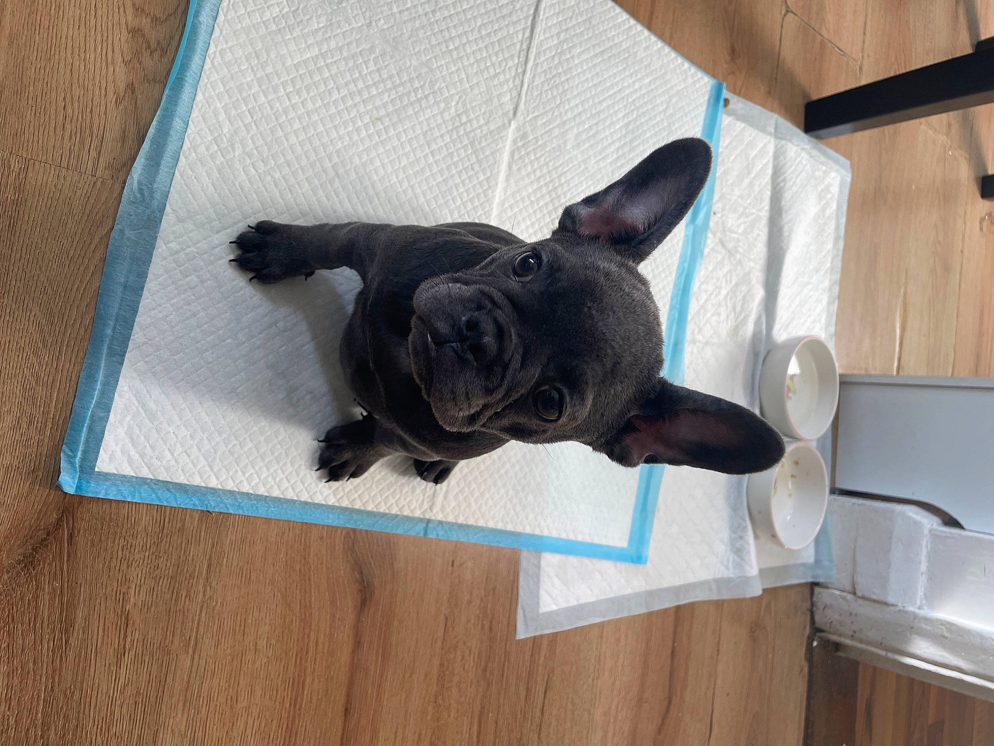 Frenchie joined the competition — help win amazing prizes! art, canidae, carnivore, comfort, companion_dog, dog, dog_breed, fawn, flooring, grey, guard_dog, hardwood, non_sporting_group, sculpture, snout, sporting_group, tail, toy_dog, wood, working_animal