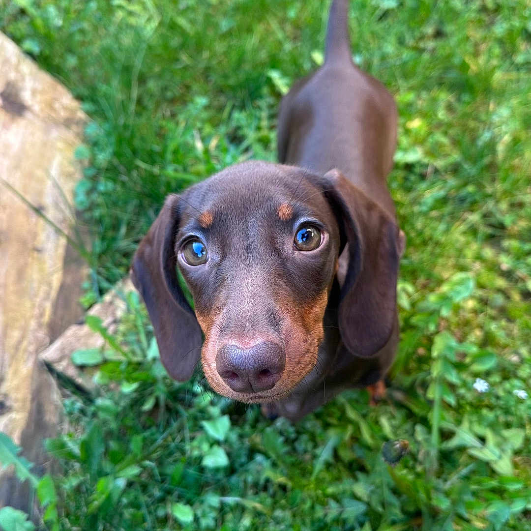 Ava a rejoint le concours — aidez-le/la à gagner de superbes lots ! dog, dachshund, puppy, brown_dog, short_hair, long_ears, floppy_ears, blue_collar, outdoor, grass, garden, greenery, leaves, ground, nature, portrait, close_up, looking_up, cute, animal