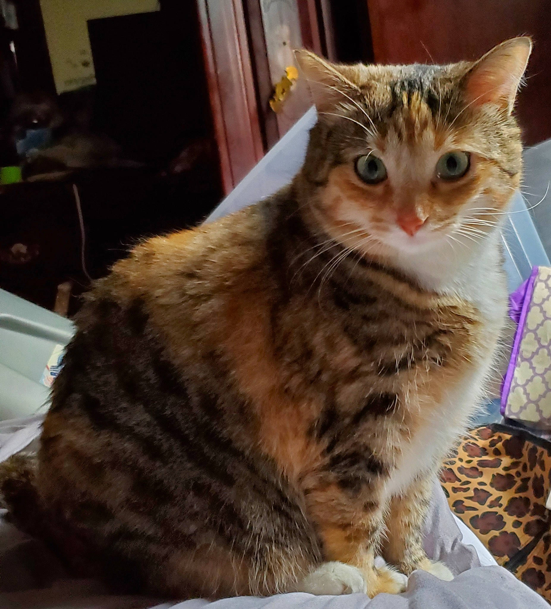 Kelly is registered to the contest to win money with this photo: aegean_cat, american_bobtail, american_shorthair, american_wirehair, arabian_mau, asian, australian_mist, california_spangled, carnivore, cat, domestic_short_haired_cat, dragon_li, european_shorthair, felidae, fur, mammal, small_to_medium_sized_cats, tabby_cat, vertebrate, whiskers