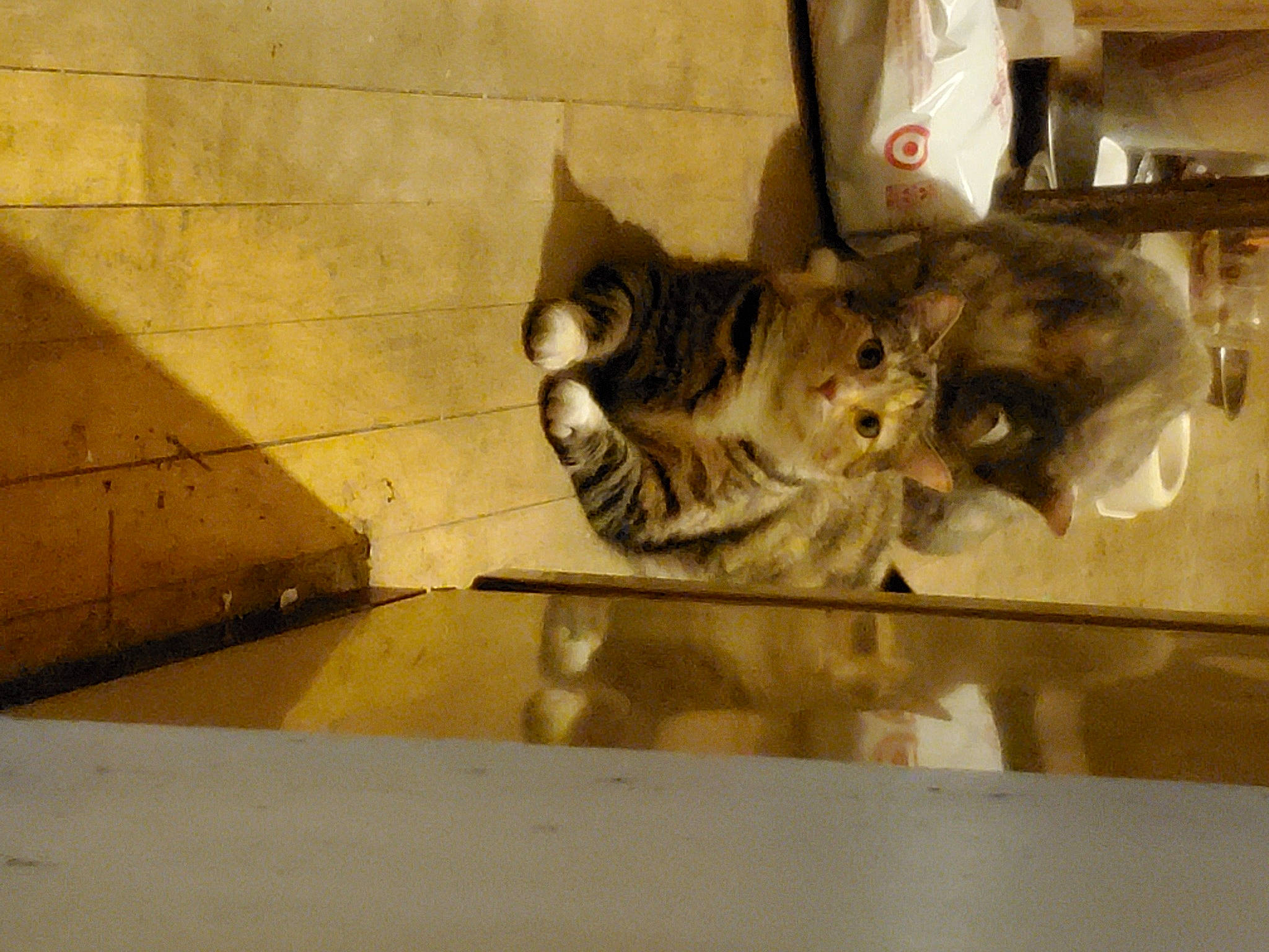 Kelly joined the competition — help win amazing prizes! aegean_cat, american_shorthair, asian, bengal, carnivore, cat, domestic_short_haired_cat, dragon_li, egyptian_mau, european_shorthair, felidae, floor, flooring, kitten, mammal, ocicat, rusty_spotted_cat, small_to_medium_sized_cats, tabby_cat, whiskers