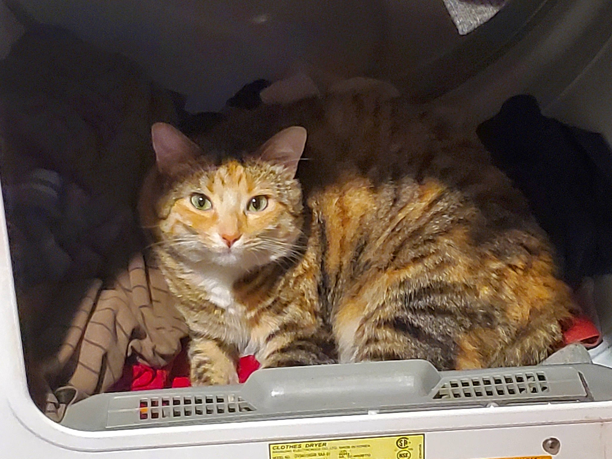 Kelly joined the competition — help win amazing prizes! american_shorthair, asian, california_spangled, carnivore, cat, domestic_short_haired_cat, dragon_li, electronic_device, european_shorthair, eye, felidae, kitten, ocicat, pixie_bob, small_to_medium_sized_cats, tabby_cat, technology, toyger, whiskers, wild_cat