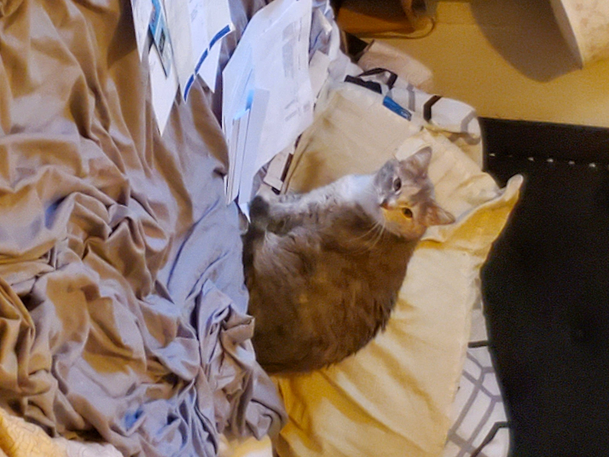 Nikki joined the competition — help win amazing prizes! cat, felidae, paper, room