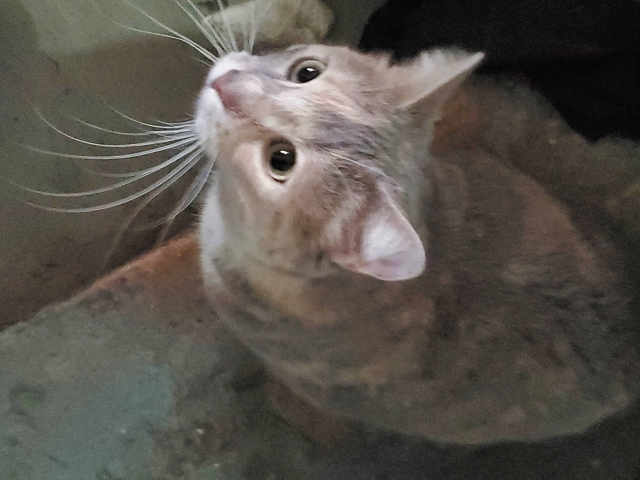 Nikki joined the competition — help win amazing prizes! carnivore, cat, felidae, mammal, mouse, muridae, oriental_longhair, rat, small_to_medium_sized_cats, snout, vertebrate, whiskers