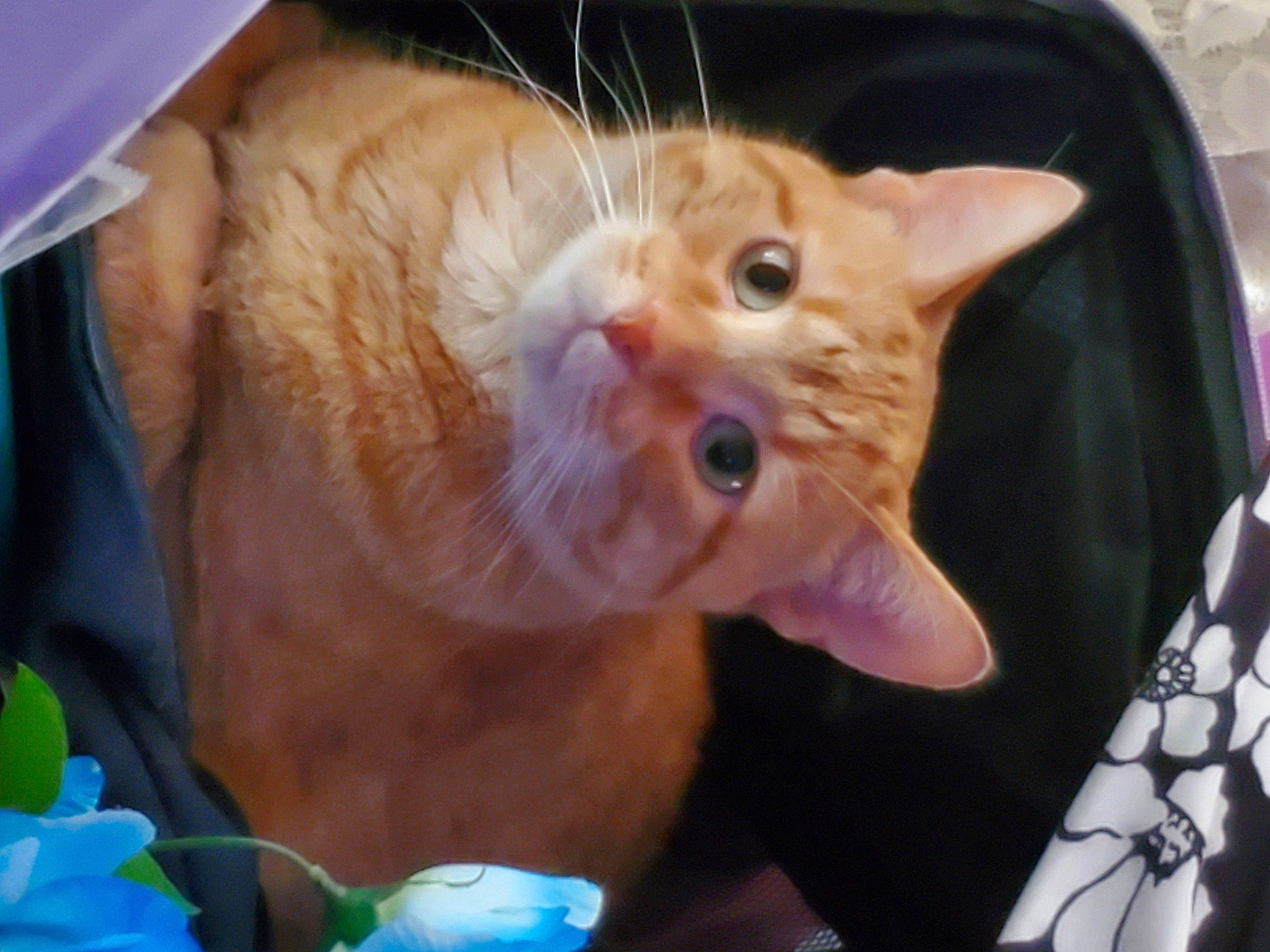 Paczek is registered to the contest to win money with this photo: asian, carnivore, cat, domestic_short_haired_cat, ear, european_shorthair, eye, fawn, felidae, german_rex, kitten, mammal, small_to_medium_sized_cats, snout, tabby_cat, vertebrate, whiskers