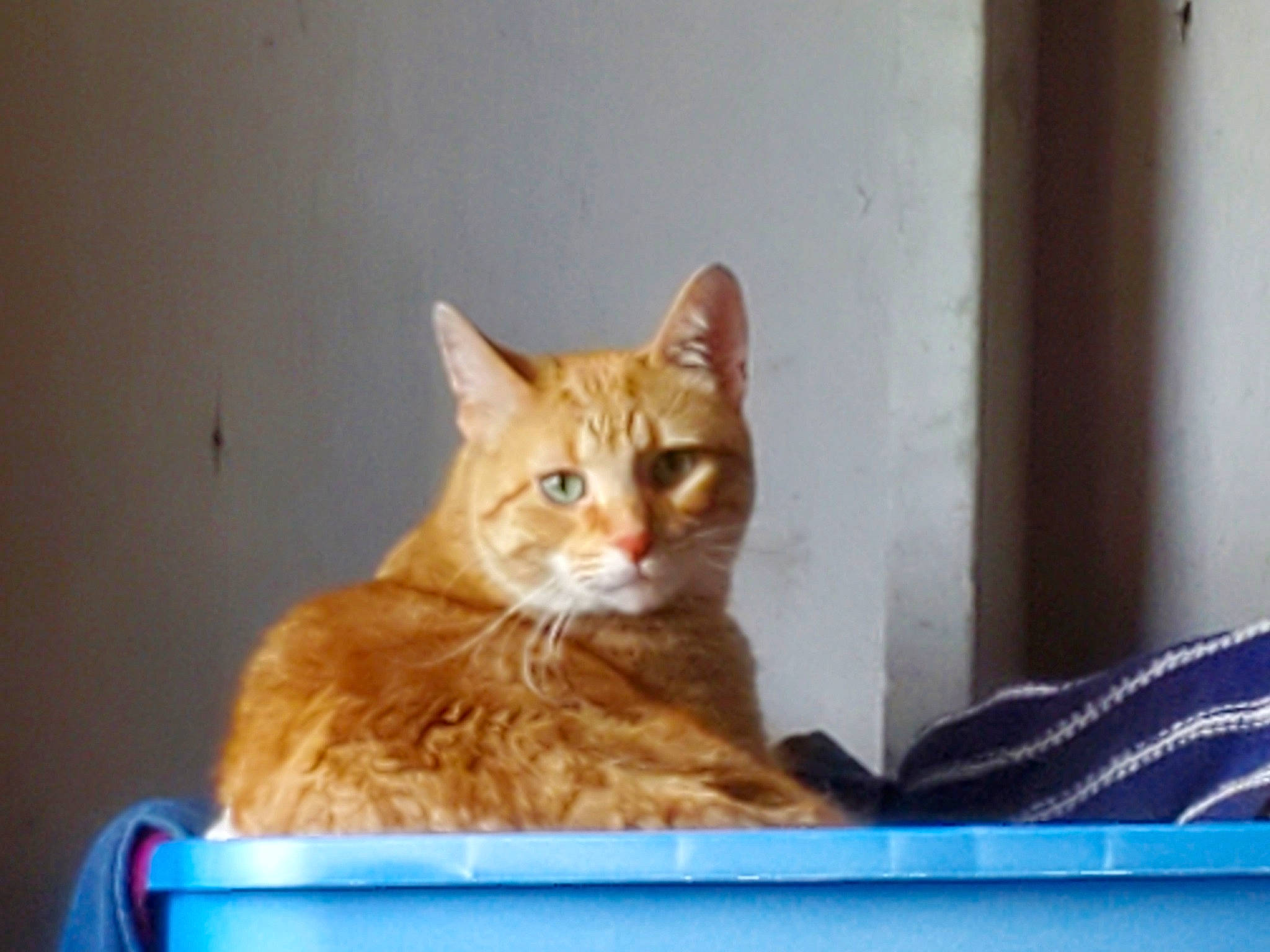 Paczek joined the competition — help win amazing prizes! aegean_cat, arabian_mau, asian, australian_mist, carnivore, cat, domestic_short_haired_cat, european_shorthair, eye, felidae, german_rex, kitten, mammal, ojos_azules, small_to_medium_sized_cats, snapshot, snout, tabby_cat, vertebrate, whiskers