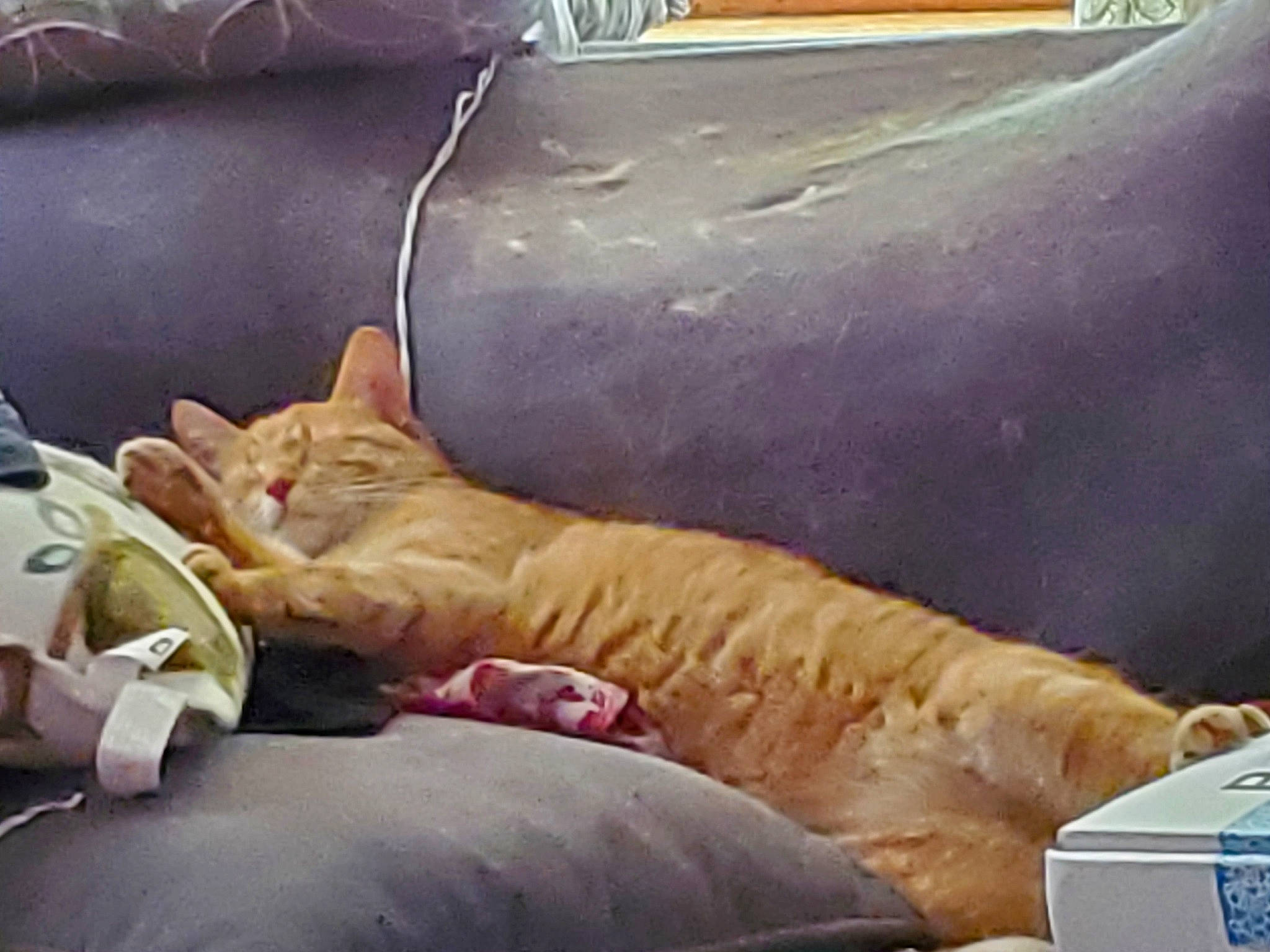 Paczek is registered to the contest to win money with this photo: carnivore, cat, european_shorthair, felidae, kitten, nap, sleep, small_to_medium_sized_cats, tabby_cat, whiskers