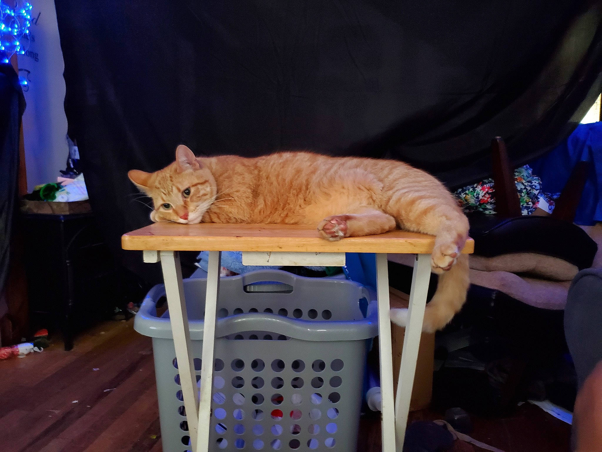 Paczek joined the competition — help win amazing prizes! carnivore, cat, chair, domestic_short_haired_cat, european_shorthair, felidae, furniture, small_to_medium_sized_cats, table, whiskers