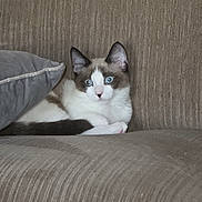 Lio is registered to the contest to win money with this photo: blue_eyes, cat, close_up, couch, cozy, domestic, ears, fur, home, indoor, kitten, looking_at_camera, paw, pet, pillow, portrait, relaxed, sitting, upholstery, whiskers