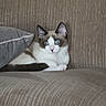 blue_eyes, cat, close_up, couch, cozy, domestic, ears, fur, home, indoor, kitten, looking_at_camera, paw, pet, pillow, portrait, relaxed, sitting, upholstery, whiskers