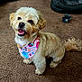 animal, bandana, canine, carpet, chain, companion, cute, dog, dog_bed, domestic, fluffy, friendly, fur, happy, indoor, pet, playful, small_dog, smiling, toy