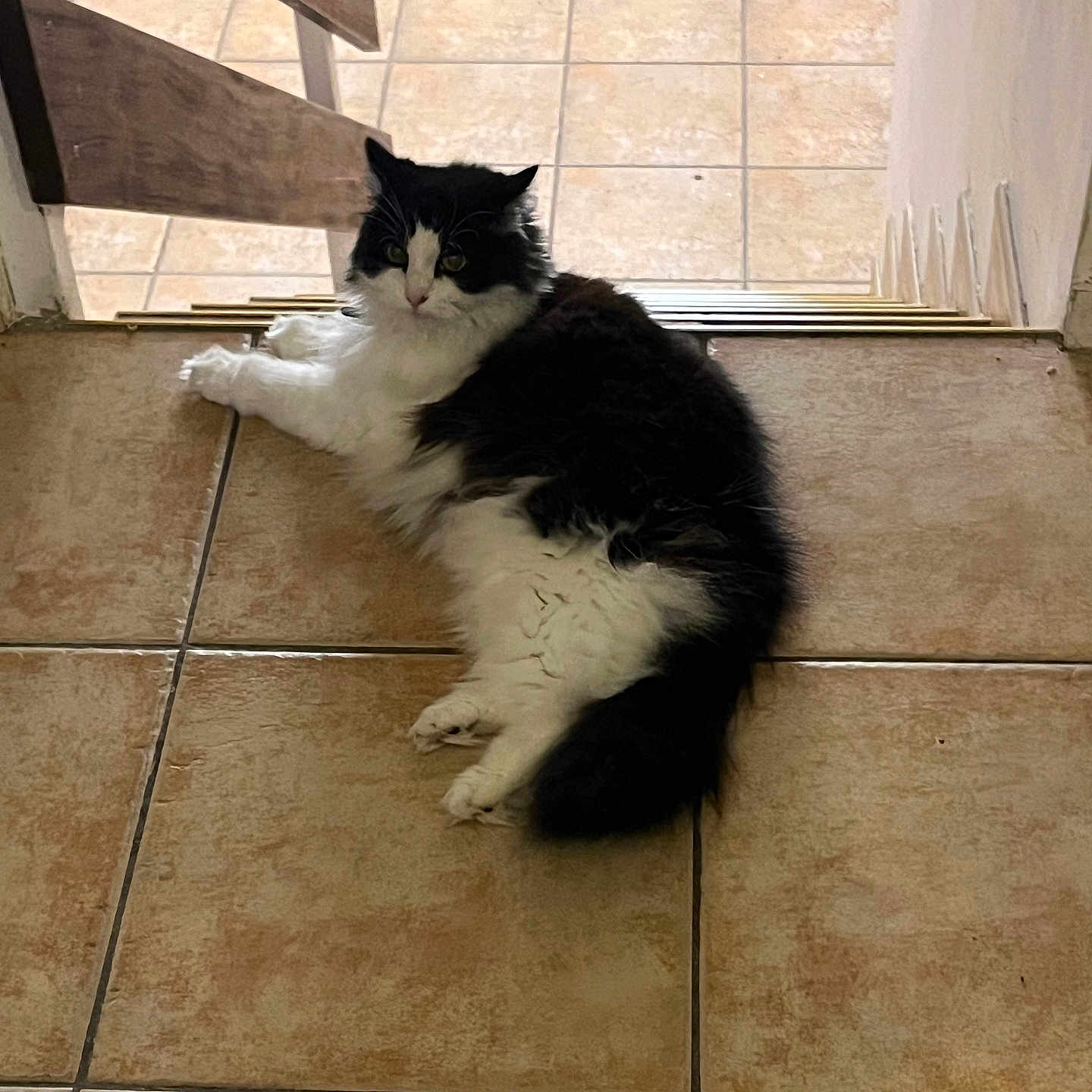 Chipie participe au concours pour gagner de l'argent avec cette photo : abyssinian, angora, animal, cat, door, hardwood, indoors, interiordesign, kitten, manx, path, person, pet, slate, sleeping, tile, walkway, window, windowsill, wood