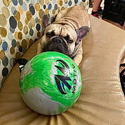 Ace is registered to the contest to win money with this photo: adult, animal, ball, bulldog, canine, clothing, dog, egg, football, footwear, frenchbulldog, male, man, person, pet, shoe, soccer, soccerball, sphere, sport