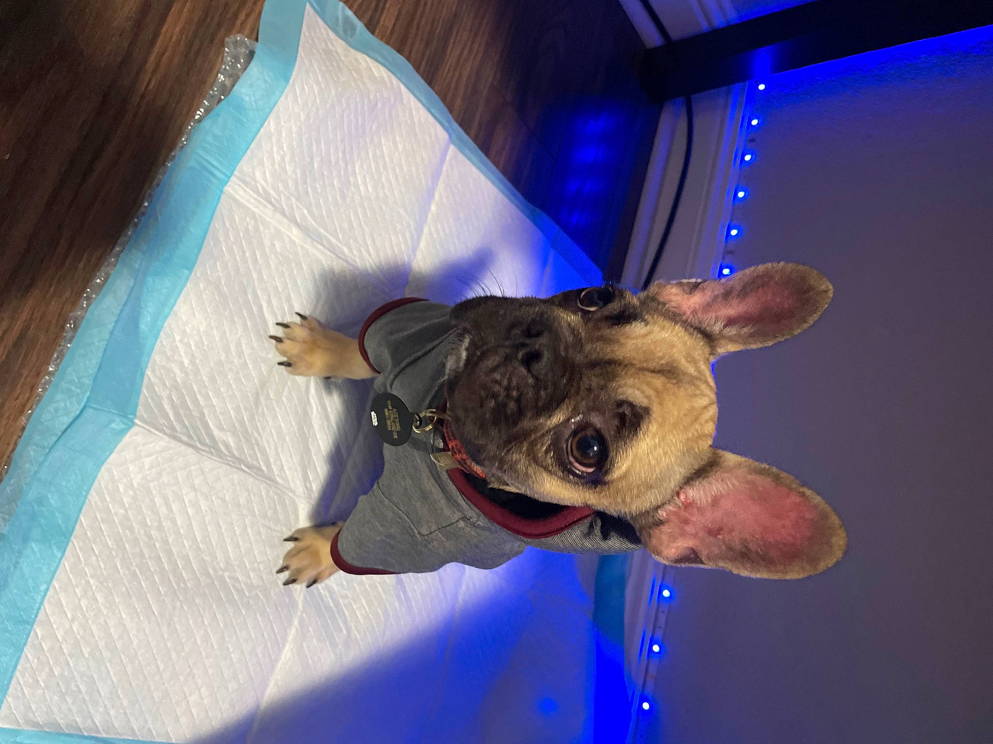 Ace joined the competition — help win amazing prizes! blue, canidae, carnivore, comfort, companion_dog, dog, dog_breed, ear, electric_blue, event, fawn, fun, fur, plush, snout, space, sporting_group, stuffed_toy, toy, whiskers