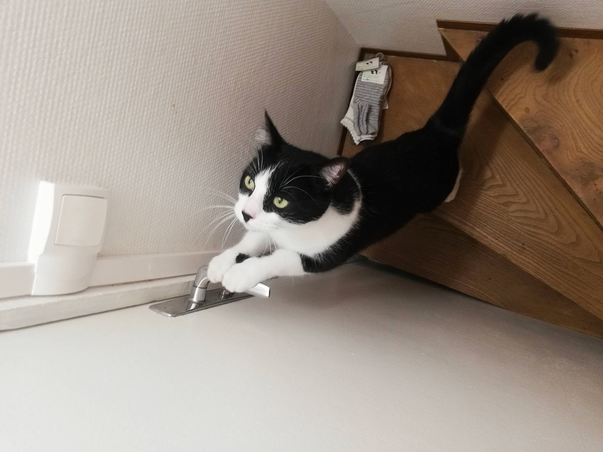 Jessy a rejoint le concours — aidez-le/la à gagner de superbes lots ! box, cardboard, carnivore, carton, cat, comfort, domestic_short_haired_cat, felidae, flooring, hardwood, packaging_and_labeling, paper_product, paper_towel, pet_supply, small_to_medium_sized_cats, tail, tissue_paper, toilet_paper, whiskers, wood