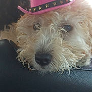 Gigi is registered to the contest to win money with this photo: dog, puppy, close_up, portrait, pink_hat, cowboy_hat, curly_fur, black_nose, eyes, pet, adorable, resting, leather_seat, indoor, whiskers, brown_eyes, furry, muzzle, playful, star_studs