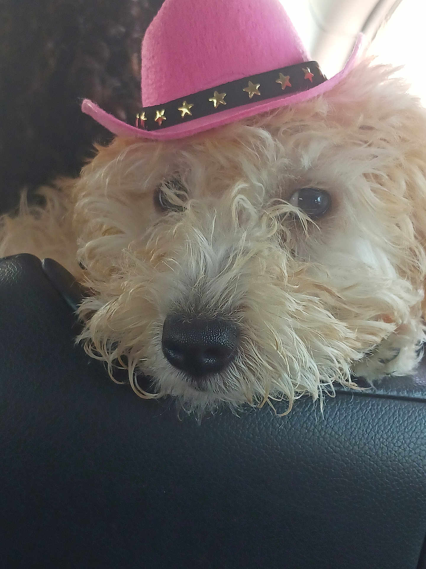 Gigi is registered to the contest to win money with this photo: dog, puppy, close_up, portrait, pink_hat, cowboy_hat, curly_fur, black_nose, eyes, pet, adorable, resting, leather_seat, indoor, whiskers, brown_eyes, furry, muzzle, playful, star_studs