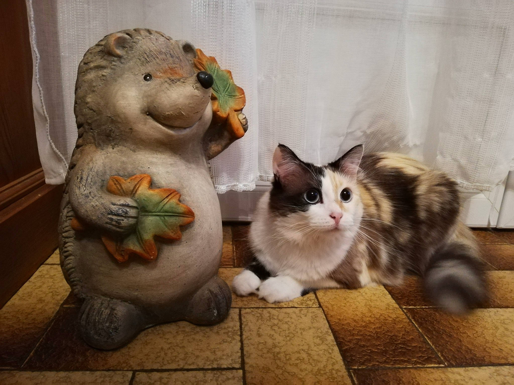 Nala a rejoint le concours — aidez-le/la à gagner de superbes lots ! american_curl, asian, carnivore, cat, domestic_short_haired_cat, european_shorthair, felidae, fur, hug, kitten, munchkin, polydactyl_cat, skin, small_to_medium_sized_cats, tabby_cat, whiskers