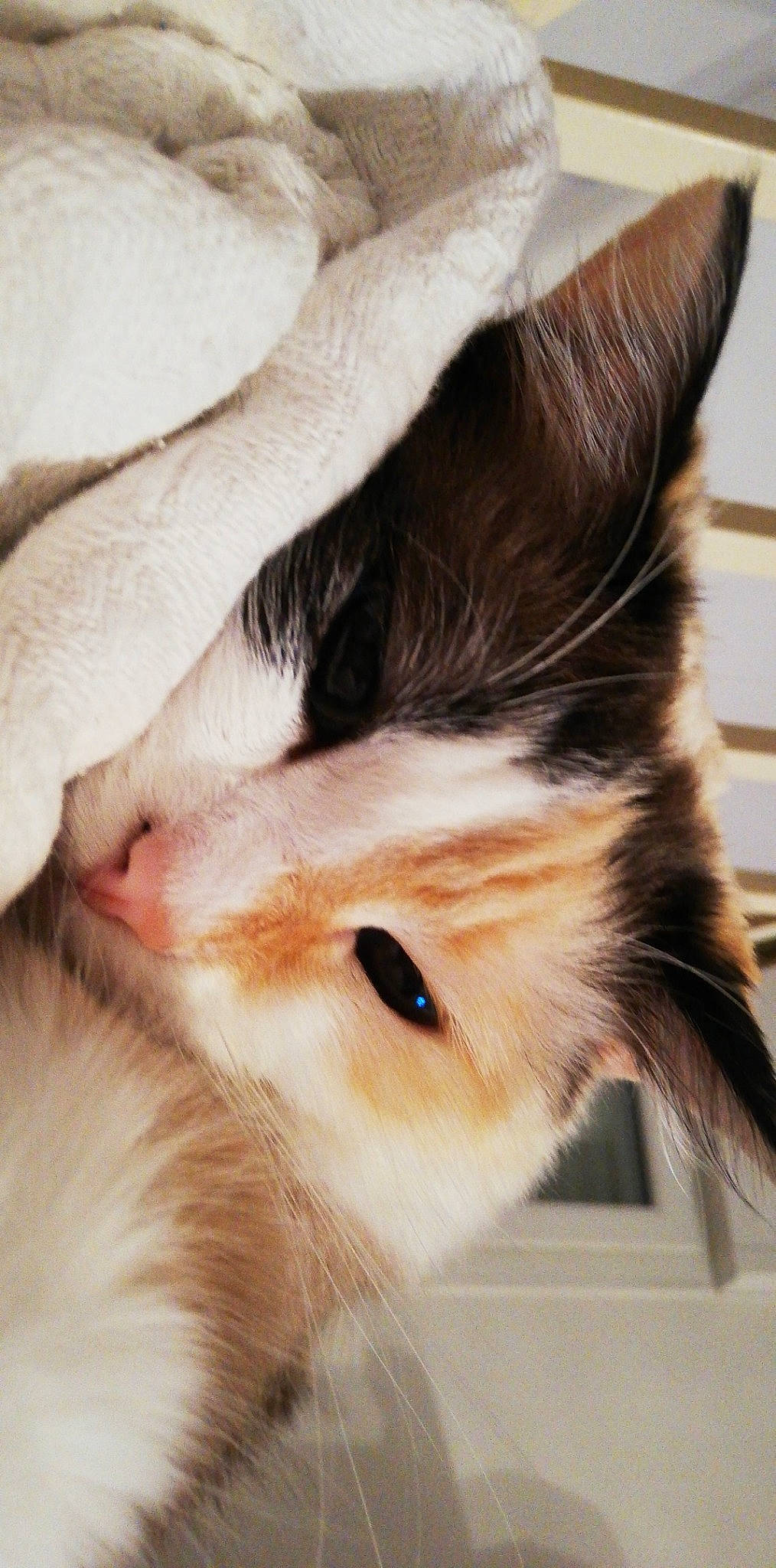 Nala a rejoint le concours — aidez-le/la à gagner de superbes lots ! carnivore, cat, close_up, ear, eye, fawn, felidae, fur, kitten, nose, skin, small_to_medium_sized_cats, snout, tail, whiskers