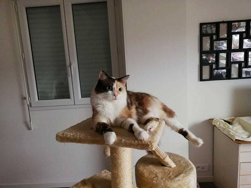 Nala participe au concours pour gagner de l'argent avec cette photo : aegean_cat, asian, carnivore, cat, domestic_short_haired_cat, european_shorthair, felidae, polydactyl_cat, small_to_medium_sized_cats, snowshoe, whiskers, window