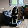 dog, indoor, cushion, floor, window, plant, lamp, tile_floor, black_dog, tan_dog, pet, sitting, natural_light, home, cozy, quiet, shadow, furniture, relaxed, calm