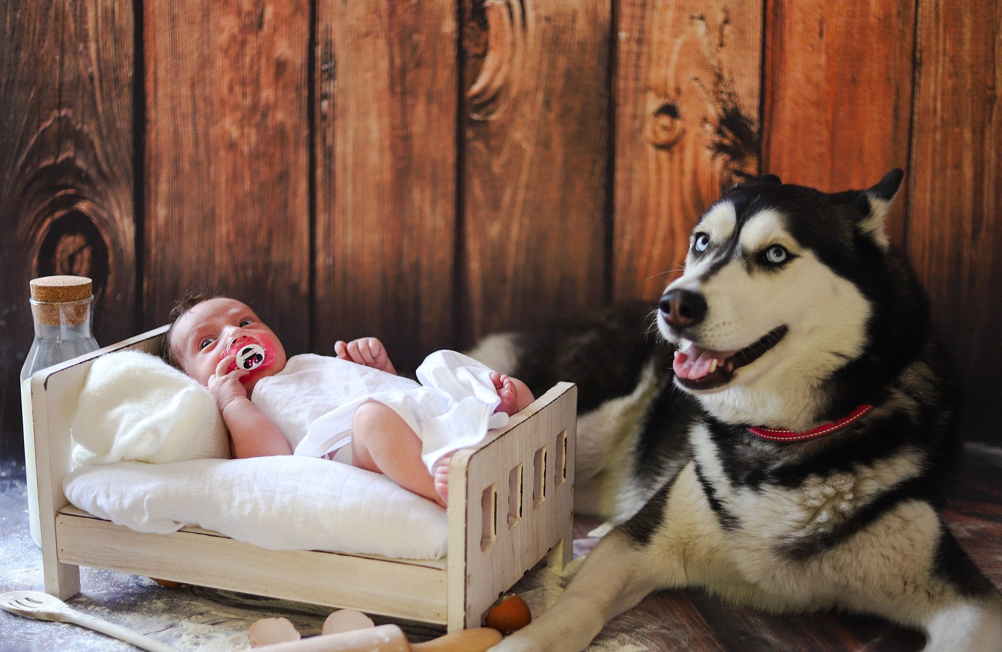 Shayanna a rejoint le concours — aidez-le/la à gagner de superbes lots ! ancient_dog_breeds, baby, canis, carnivore, comfort, companion_dog, dog, dog_breed, flooring, fur, happy, jewellery, paw, person, room, sitting, sled_dog, toy, whiskers, wood