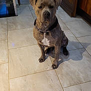 Hermes a rejoint le concours — aidez-le/la à gagner de superbes lots ! animal, brown_coat, calm, canine, collar, companion, dog, domestic_animal, door, floor_tile, furniture, house, indoor, kitchen, pet, quiet, shadow, sitting, tile_floor, white_chest