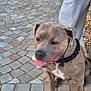 Hermes a rejoint le concours — aidez-le/la à gagner de superbes lots ! dog, pitbull, tongue_out, sitting, cobblestone, pavement, outdoor, animal, pet, canine, collar, leash, person, pants, footwear, daylight, sidewalk, street, companion, friendly