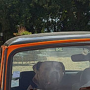 Hermes participe au concours pour gagner de l'argent avec cette photo : dog, car, vintage_car, orange, black_stripe, windshield, parked, trees, outdoor, animal, pet, canine, calm, daylight, reflection, glass, head, seat, transportation, nature