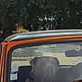 dog, car, vintage_car, orange, black_stripe, windshield, parked, trees, outdoor, animal, pet, canine, calm, daylight, reflection, glass, head, seat, transportation, nature
