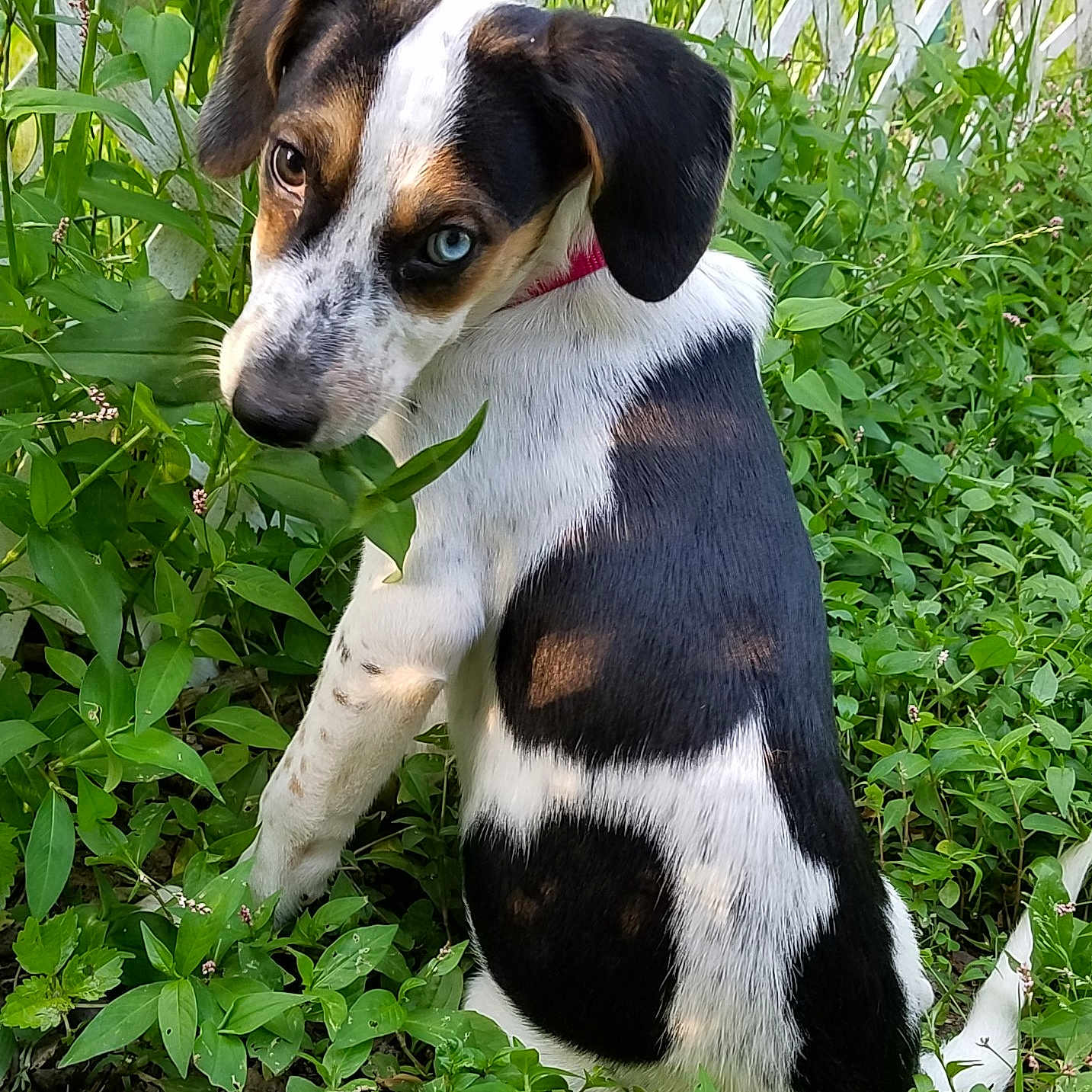 Abby