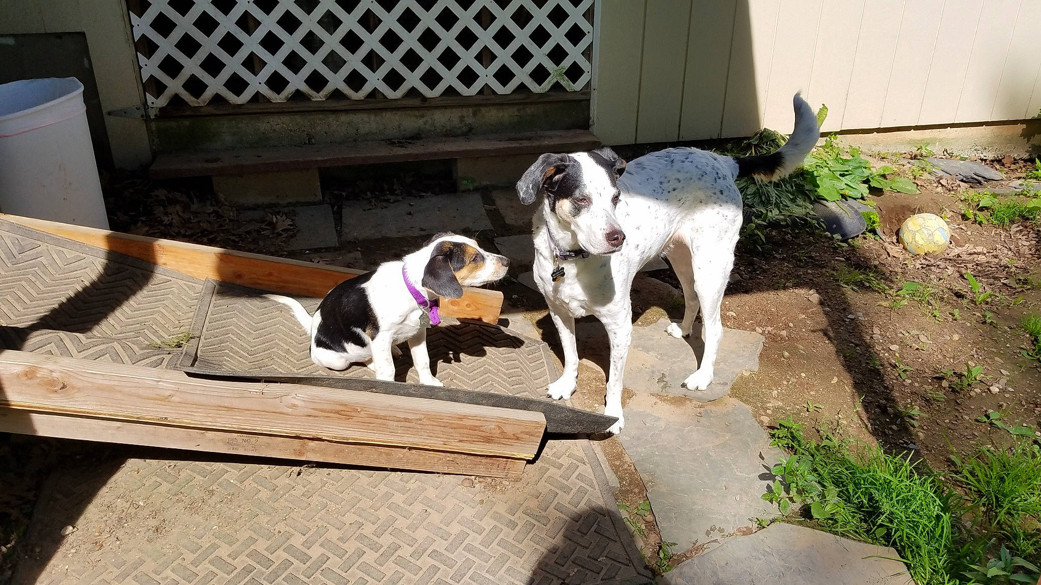 Abby is registered to the contest to win money with this photo: carnivore, collar, comfort, companion_dog, dog, dog_breed, dog_collar, dog_supply, fawn, floor, flooring, grass, hardwood, pet_supply, plant, porch, sidewalk, sporting_group, tail, wood