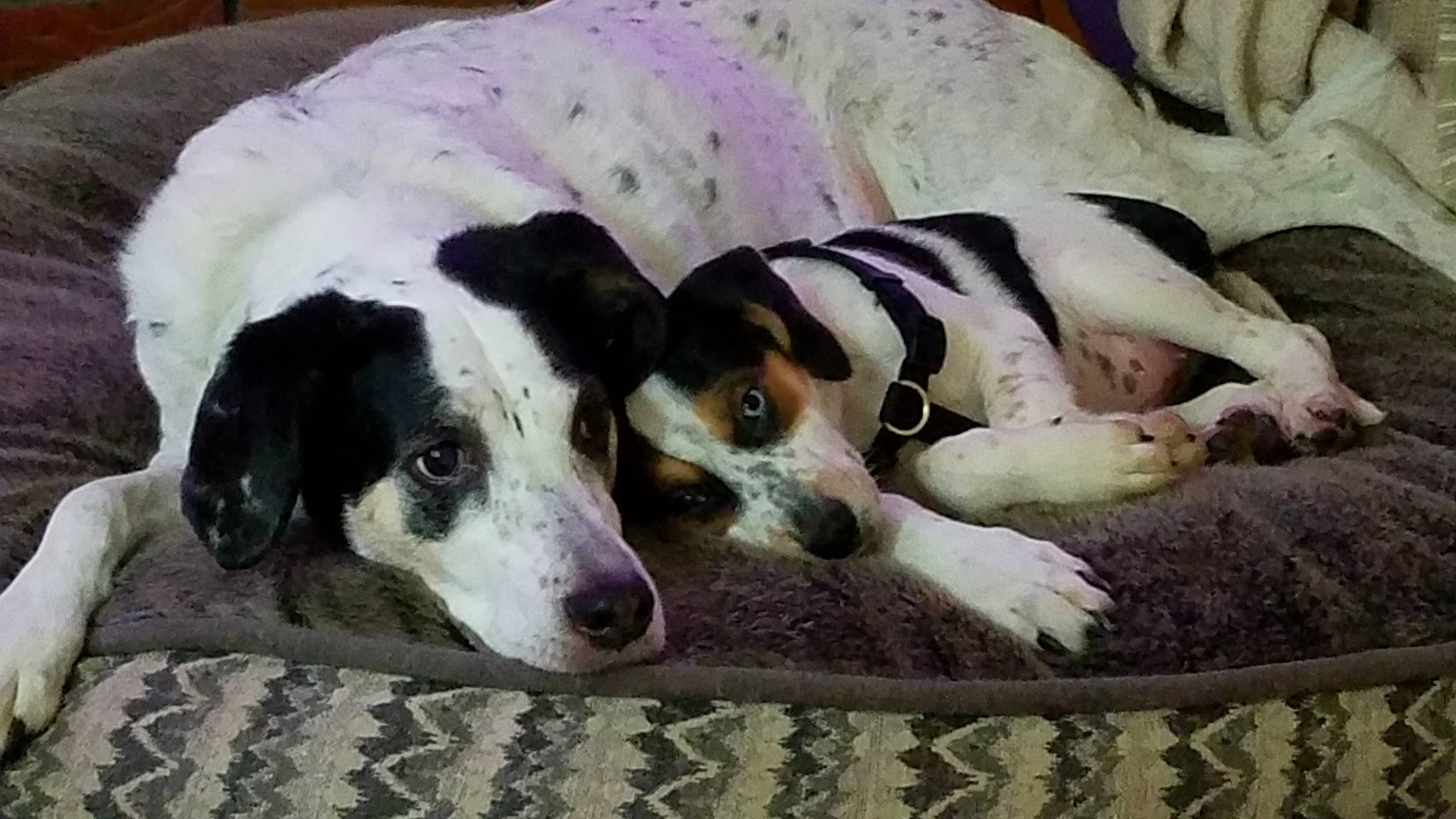 Abby joined the competition — help win amazing prizes! canidae, carnivore, comfort, companion_dog, dalmatian, dog, dog_breed, fur, linens, non_sporting_group, saluki, snout, sporting_group, terrestrial_animal, whiskers, working_animal, working_dog