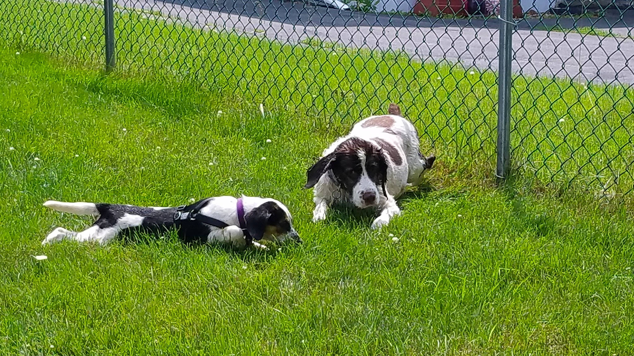 Abby is registered to the contest to win money with this photo: canidae, carnivore, companion_dog, dalmatian, dog, dog_breed, dog_supply, fence, grass, groundcover, gun_dog, home_fencing, mesh, plant, snout, sporting_group, tail, terrestrial_animal, wire_fencing, working_animal