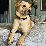 Penny Lane is registered to the contest to win money with this photo: dog, bed, collar, indoor, furniture, lamp, artwork, door, paws, resting, tan_dog, pet, canine, portrait, looking_away, home, comfort, quiet, relaxed, fur