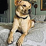 dog, bed, collar, indoor, furniture, lamp, artwork, door, paws, resting, tan_dog, pet, canine, portrait, looking_away, home, comfort, quiet, relaxed, fur