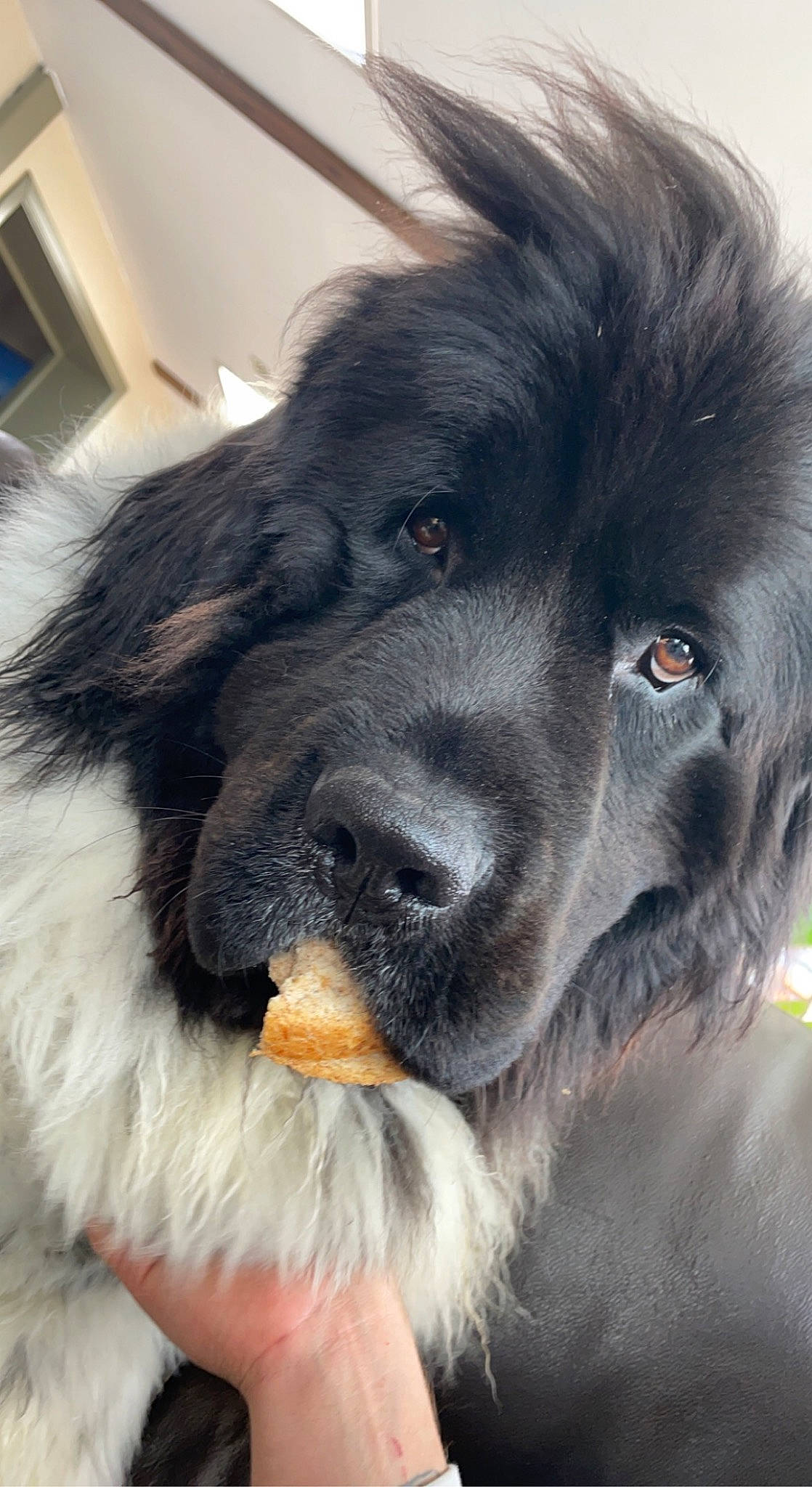 Djeiko a rejoint le concours — aidez-le/la à gagner de superbes lots ! ancient_dog_breeds, borador, canidae, carnivore, companion_dog, dog, dog_breed, fur, gaddi_kutta, giant_dog_breed, guard_dog, gun_dog, herding_dog, himalayan_sheepdog, snout, sporting_group, tibetan_mastiff, whiskers, working_animal, working_dog