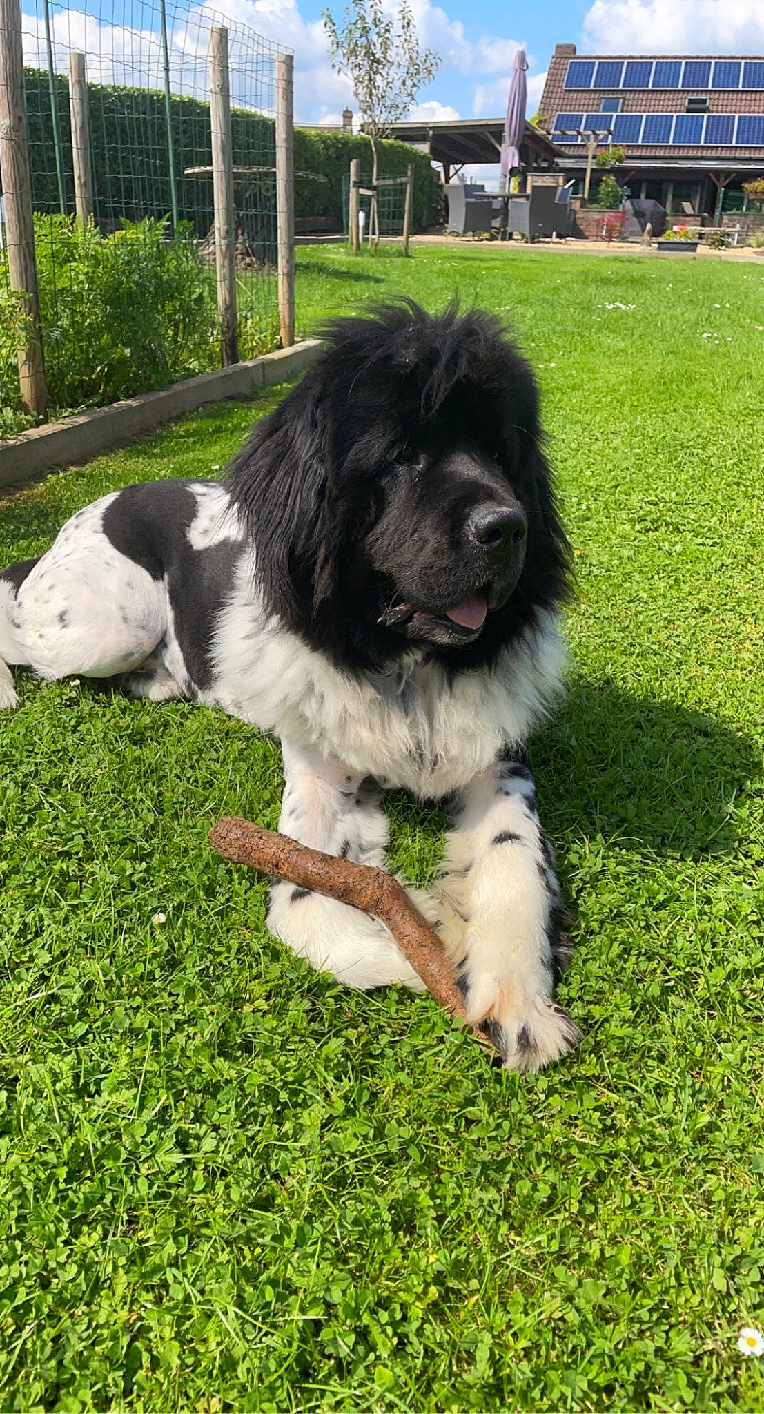 Djeiko participe au concours pour gagner de l'argent avec cette photo : ancient_dog_breeds, canidae, carnivore, companion_dog, dog, dog_breed, fur, giant_dog_breed, grass, herding_dog, liver, non_sporting_group, plant, shih_tzu, sporting_group, tail, terrier, toy_dog, working_animal, working_dog