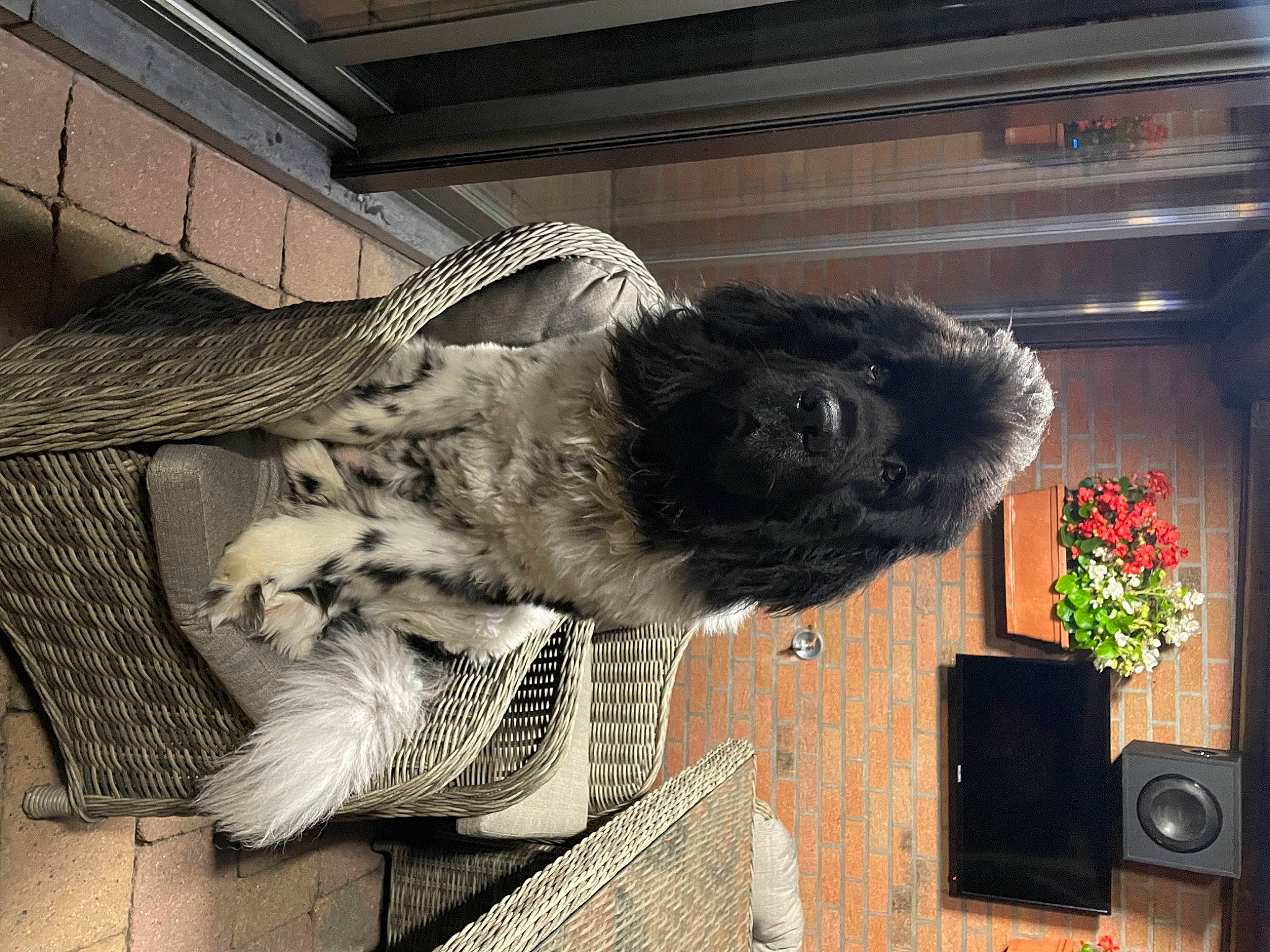 Djeiko participe au concours pour gagner de l'argent avec cette photo : annual_plant, art, comfort, companion_dog, dog_breed, felidae, flowerpot, fur, houseplant, plant, room, small_to_medium_sized_cats, snout, sporting_group, tail, whiskers